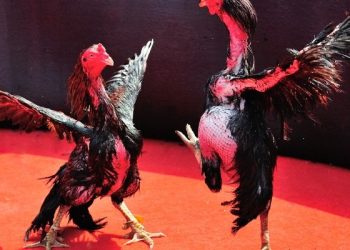 Kỹ thuật sử dụng cựa gà sắt trong trận đấu