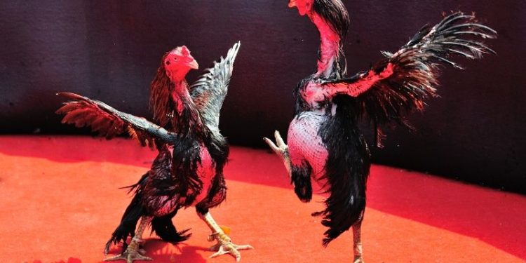 Kỹ thuật sử dụng cựa gà sắt trong trận đấu