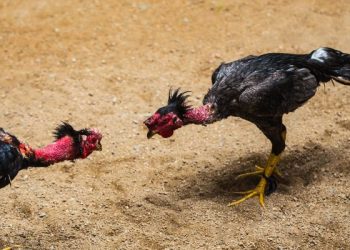 Giới thiệu về đá gà trực tuyến tại Thabet