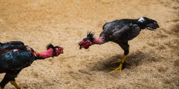 Giới thiệu về đá gà trực tuyến tại Thabet