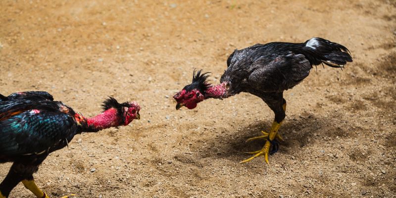 Giới thiệu về đá gà trực tuyến tại Thabet