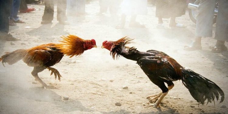 Vì sao nên chơi đá gà online tại Thabet?